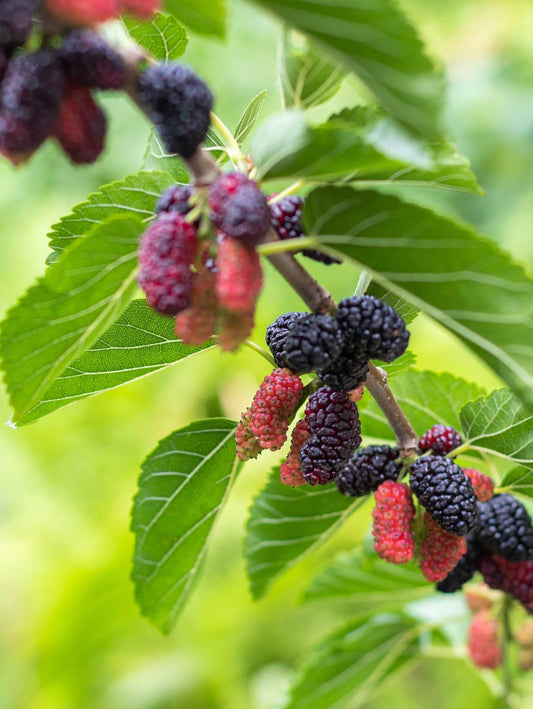  Early Bird Mulberry