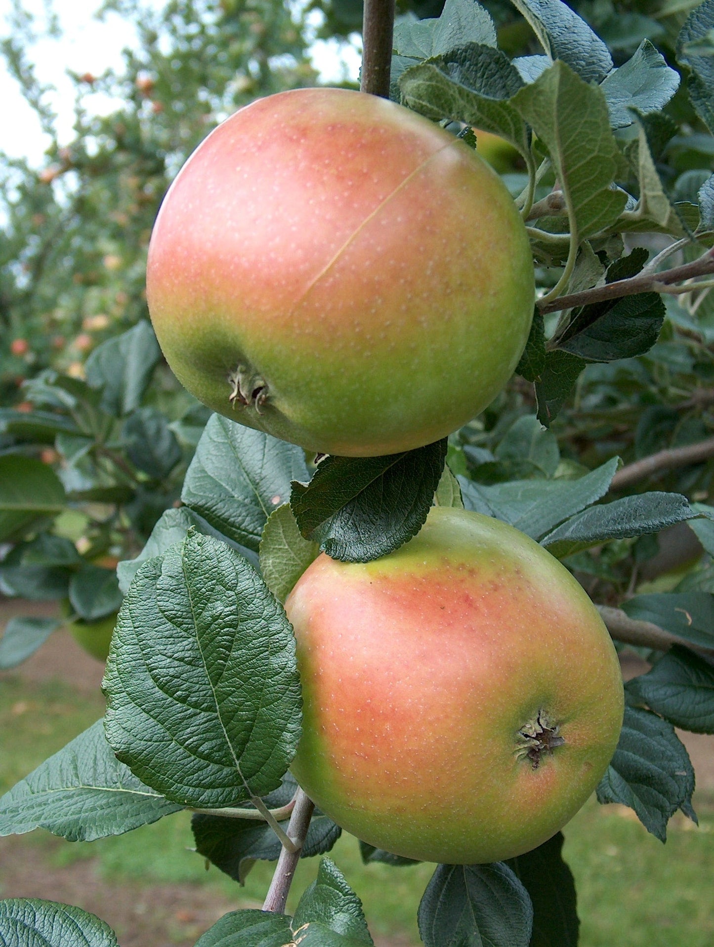  King Edward VII Apple