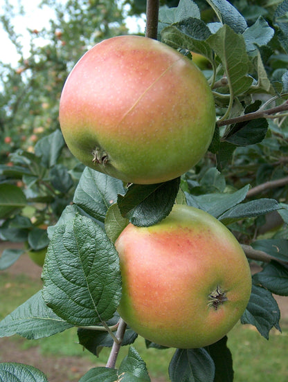  King Edward VII Apple