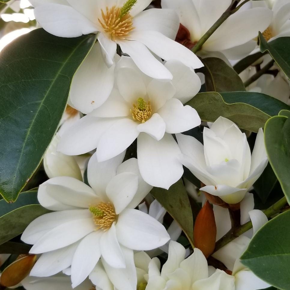  Michelia Doltsopa "Fairy White"