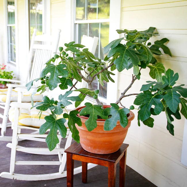  Fignomenal Fig