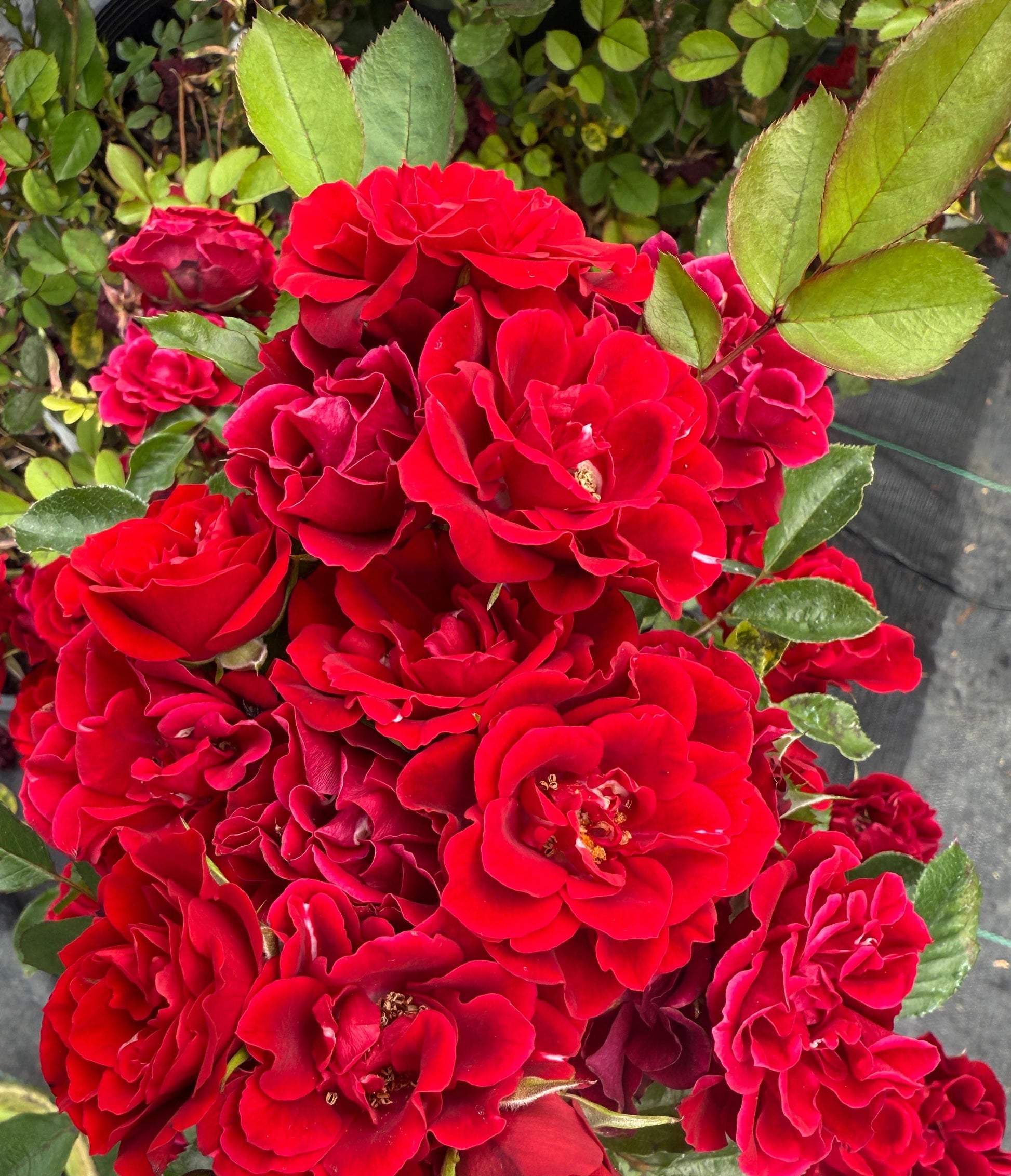 Alpha Rosa Red Sunblaze®