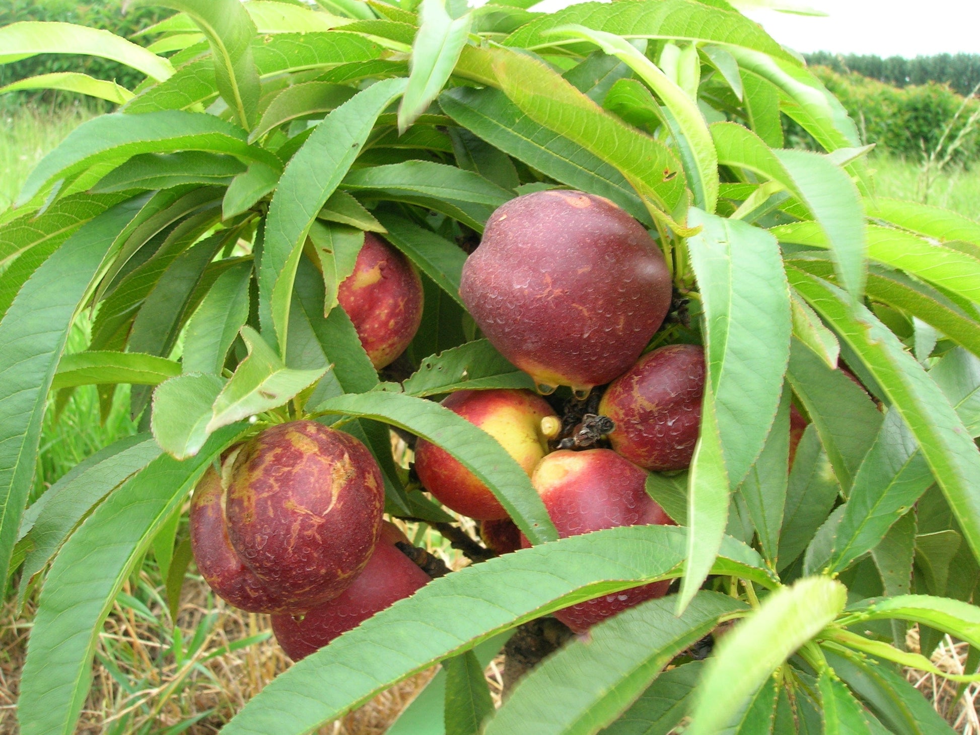 Garden Delight Nectarine-Miniature