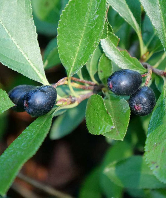  Ground Hug Aronia