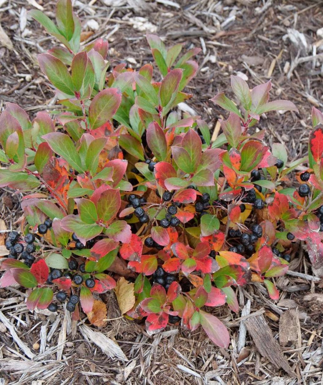  Ground Hug Aronia