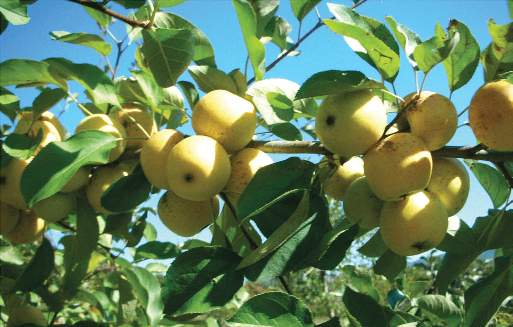  Harrison Cider Apple