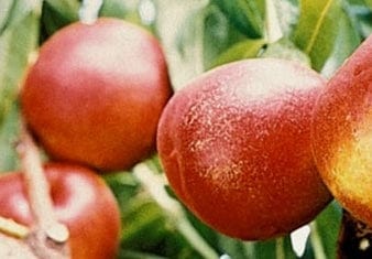  Honey Kist Nectarine