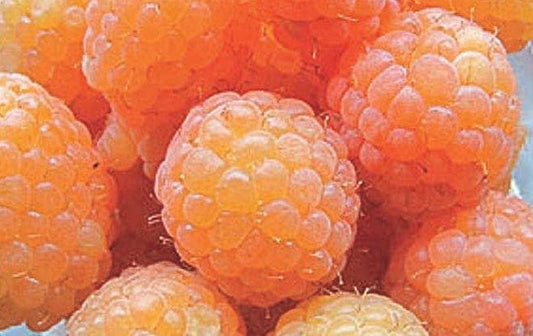  Honey Queen Raspberry