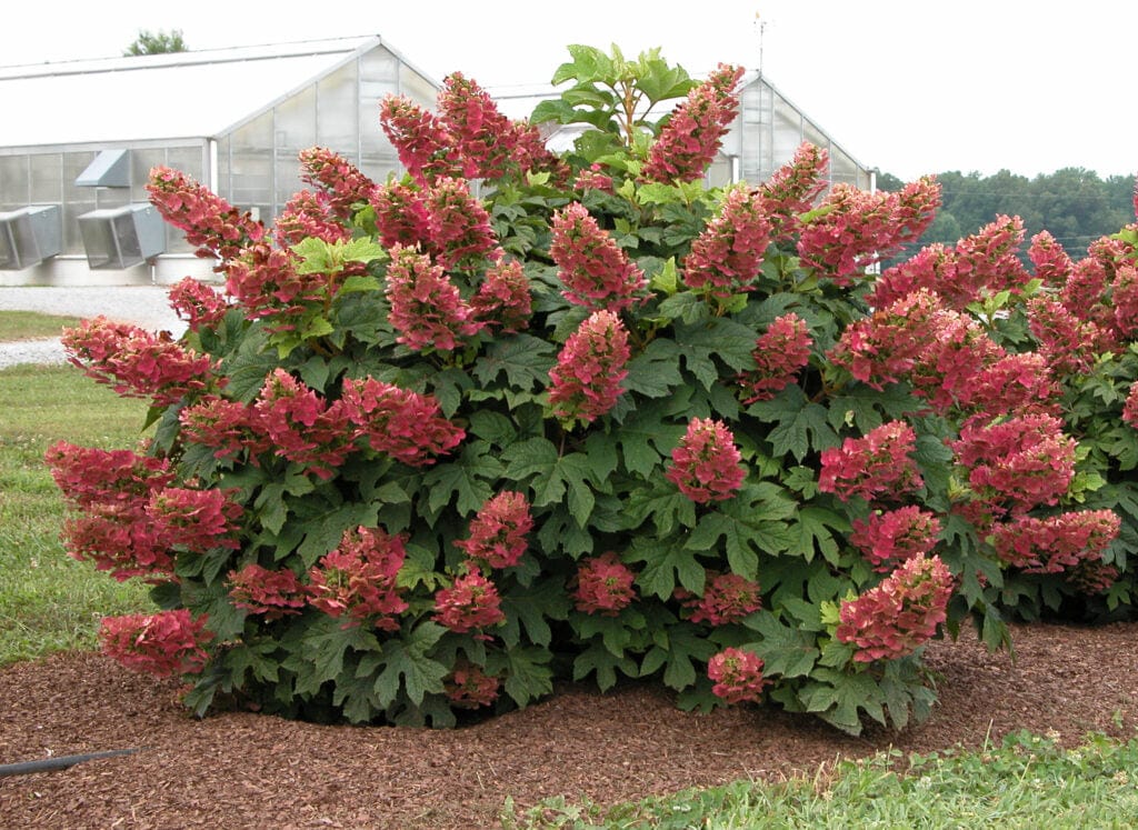  Ruby Slipper Hydrangea