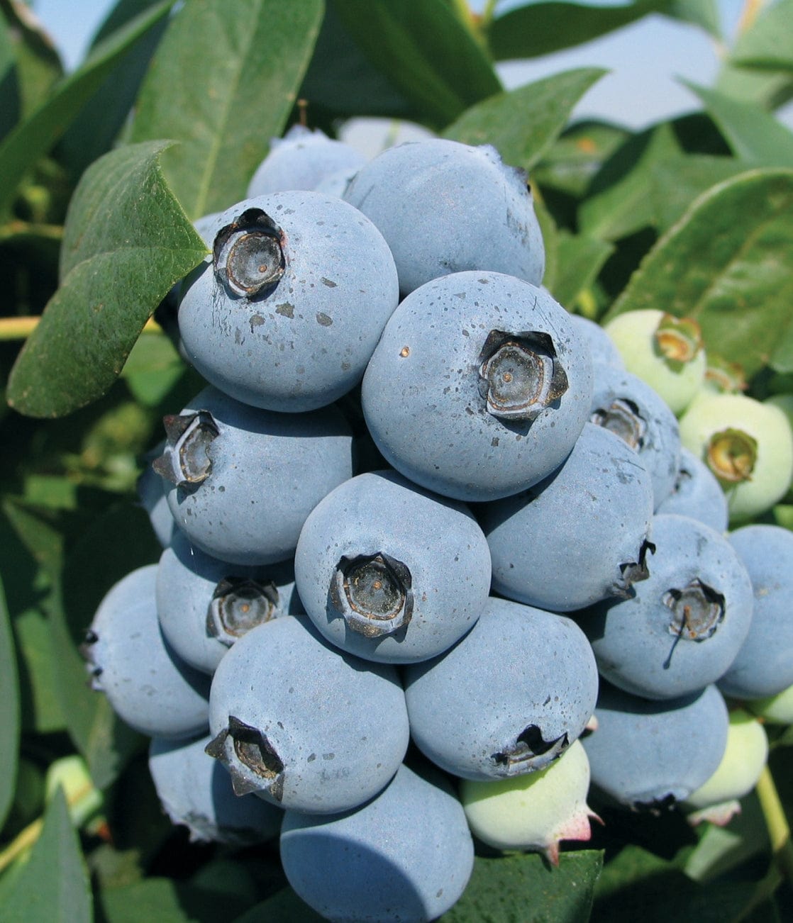  Jewel Blueberry