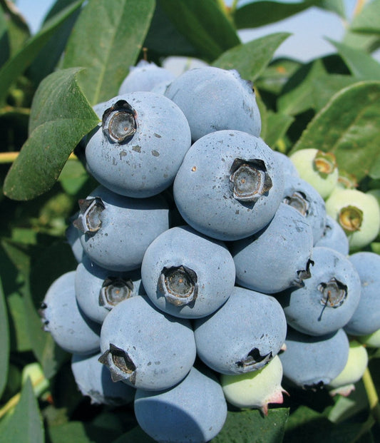  Jewel Blueberry