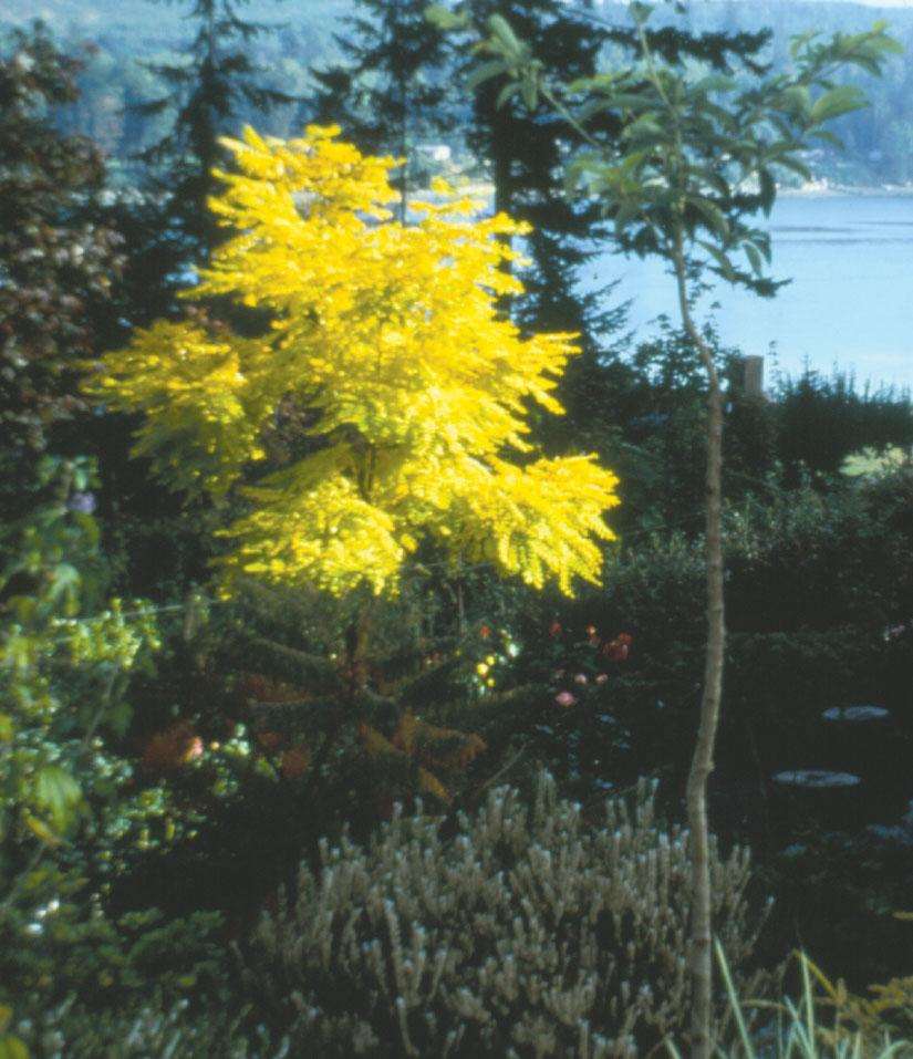  Frisia Gold Locust