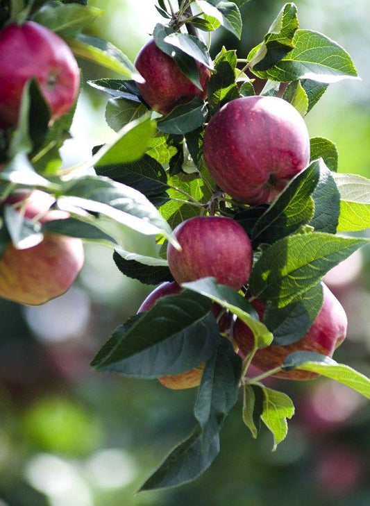  Combo Cider Apple Tree (4 Varieties)