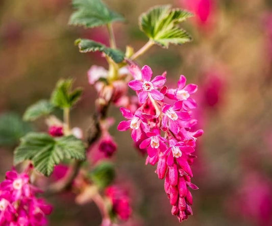  King Edward VII Flowering Currant