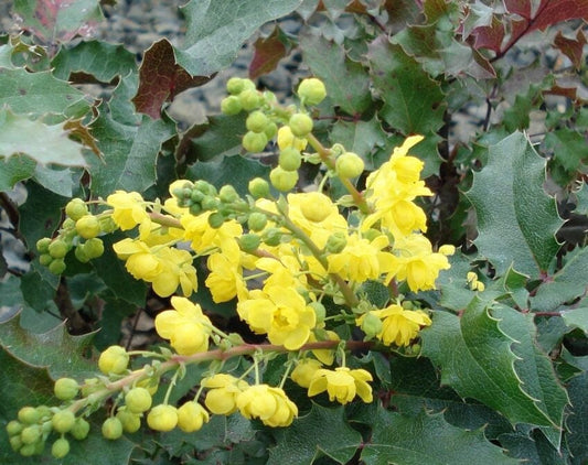  Tall Oregon Grape Holly