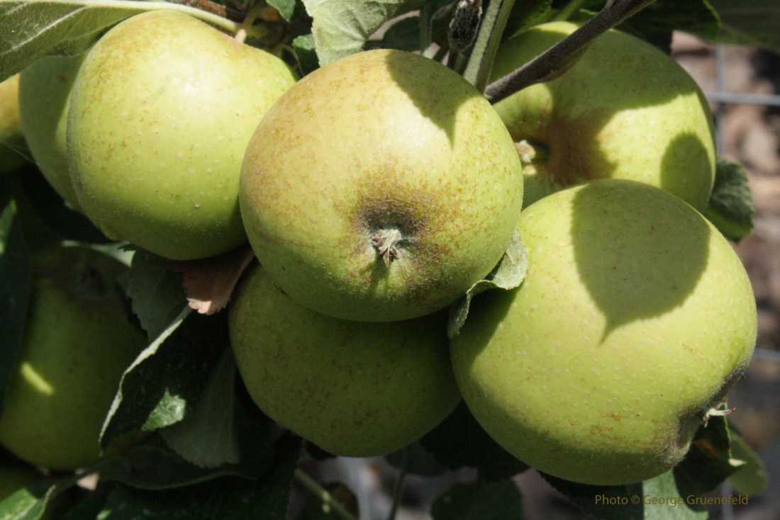 Medaille D'Or Cider Apple
