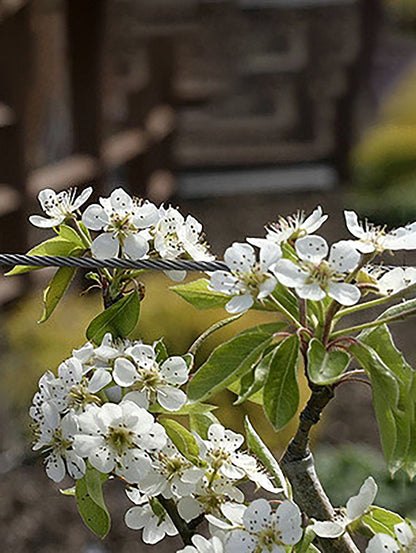  Moonglow Pear