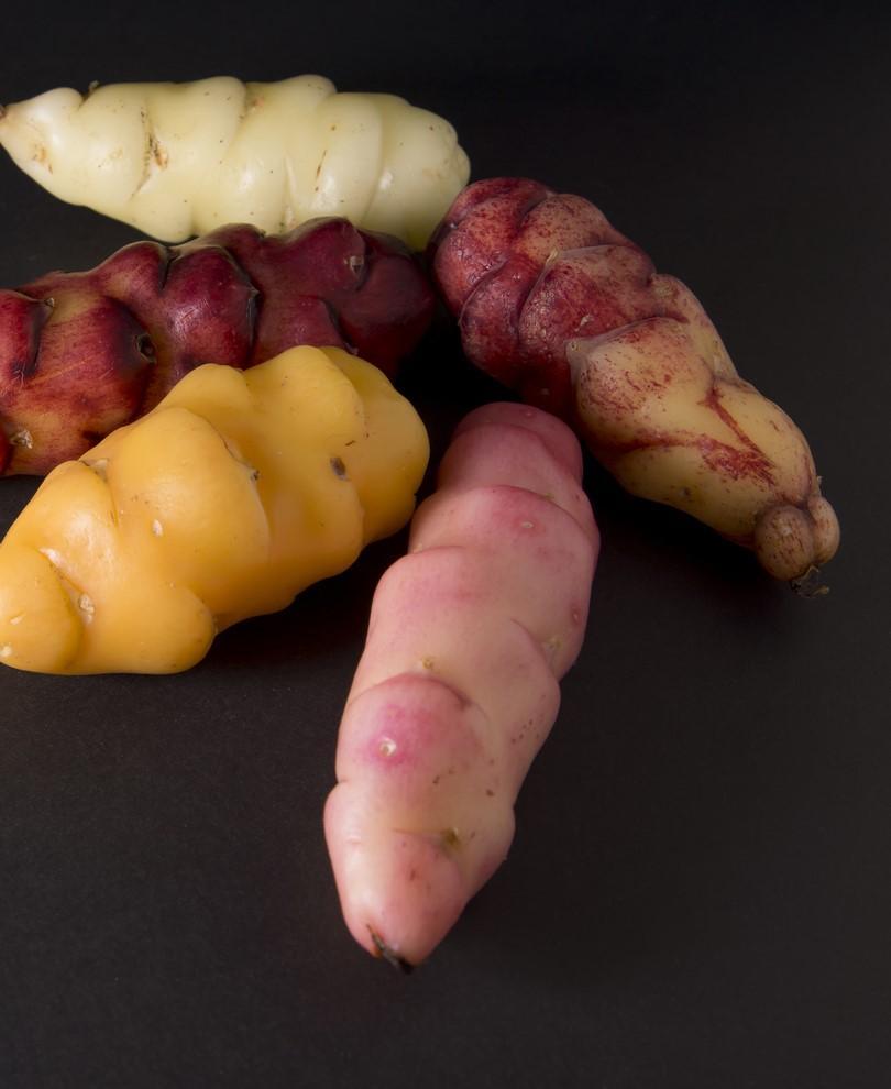  Oca Tubers