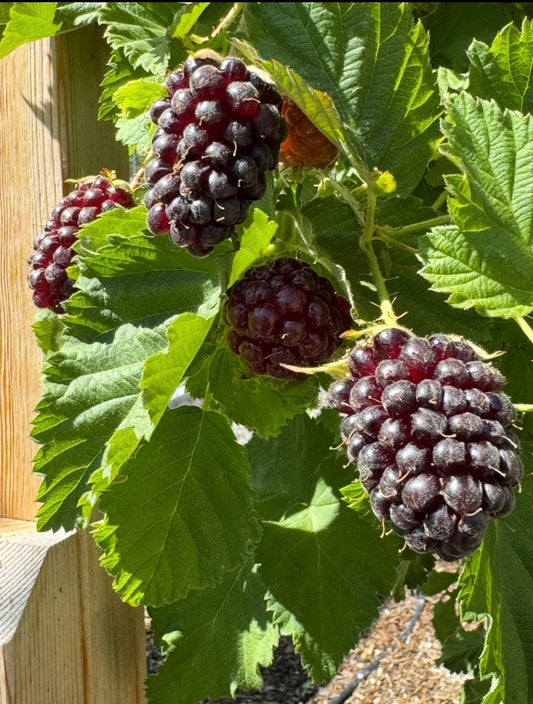  Olympic Berry