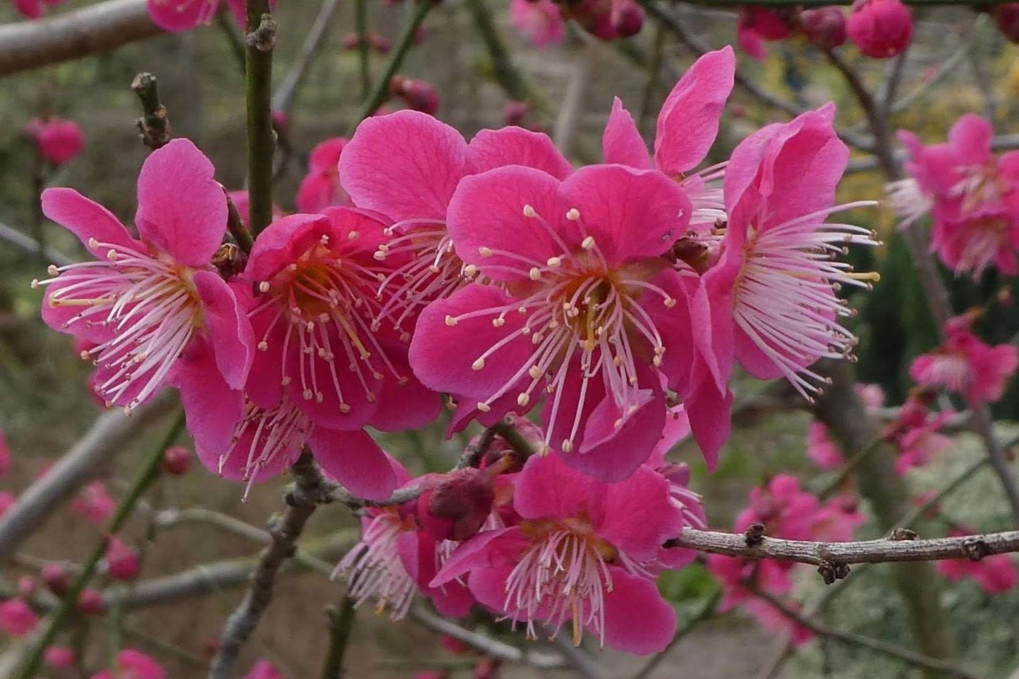  Roseglow Flowering Apricot