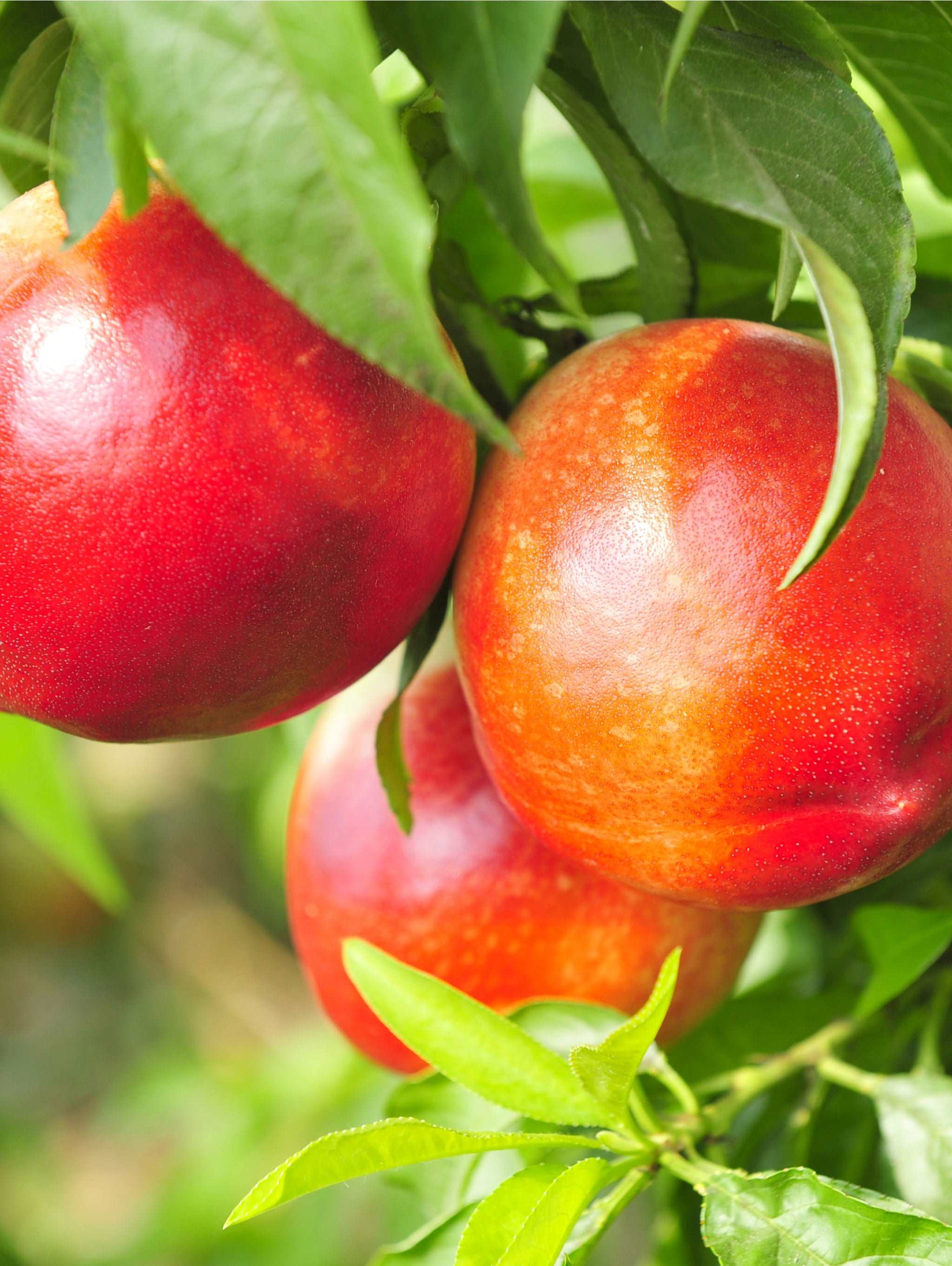  Pacific Pride™ Nectarine