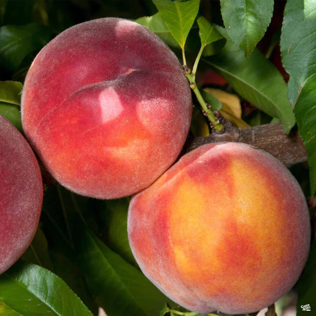  Combination Peach 'Zaiger Pride' (3 Varieties)/Semi Dwarf