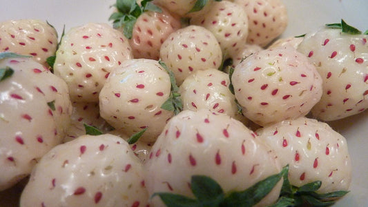  White Carolina Strawberry