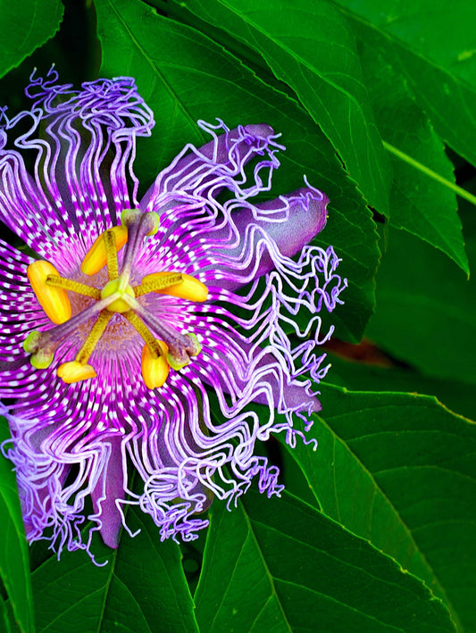  Passiflora PinkPop™