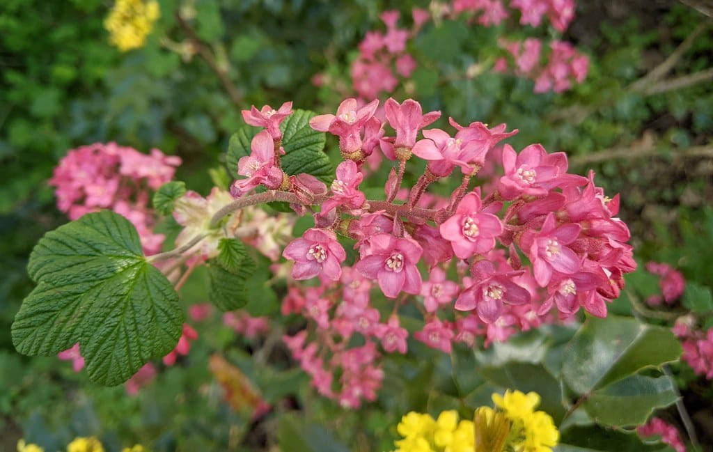  Pokeys Pink Flowering Currant