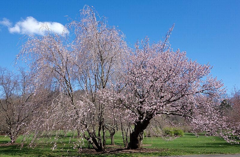  North Japanese Hill Flowering Cherry