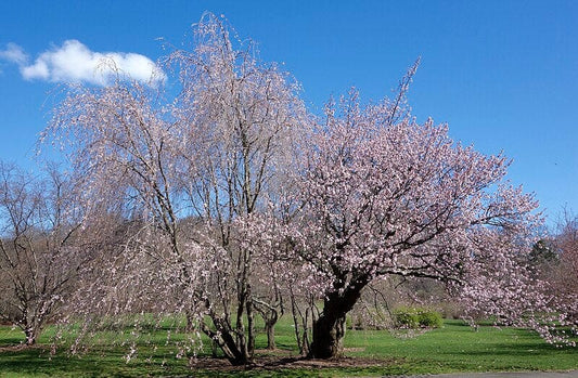  North Japanese Hill Flowering Cherry