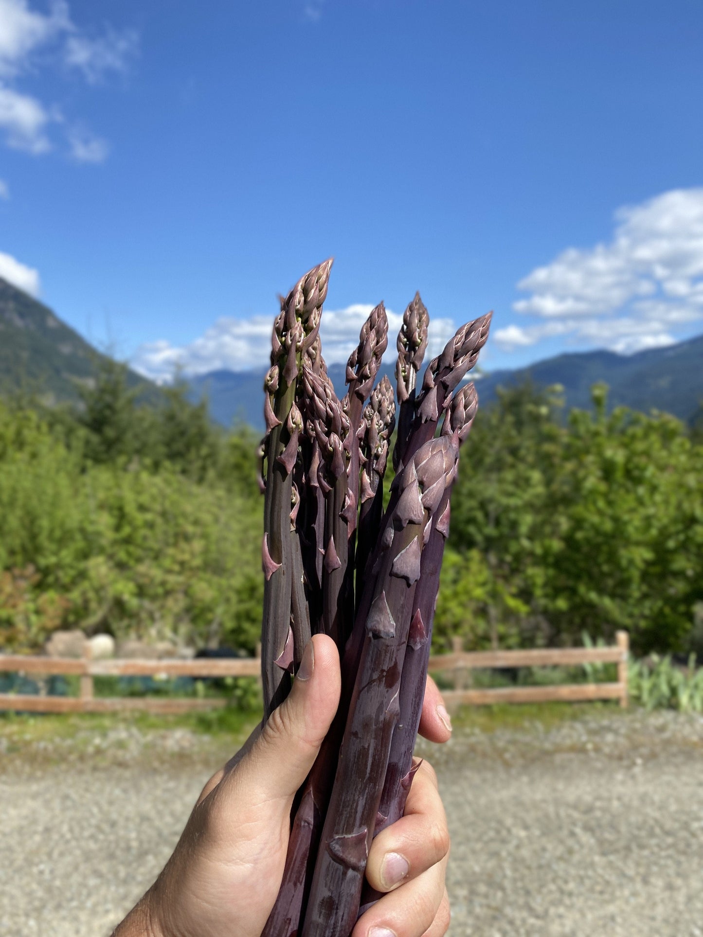  Purple Passion Asparagus
