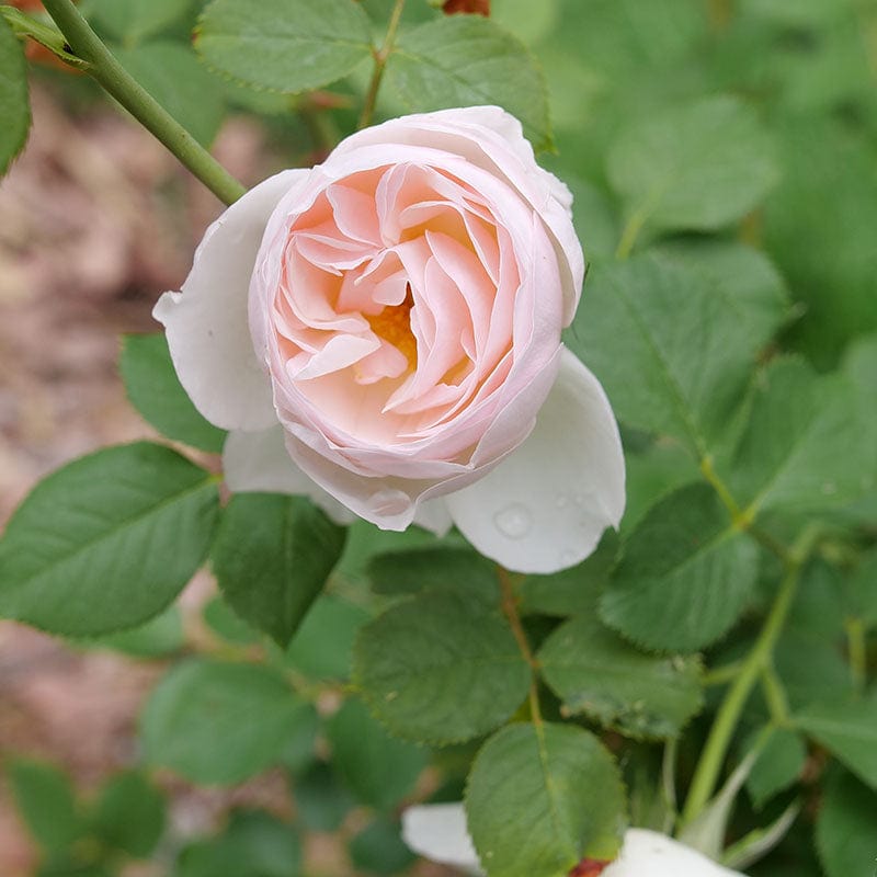 FLAVORETTE PEAR’D® Rose
