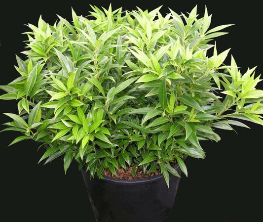  Fragrant Valley™ Himalayan Sweet Box