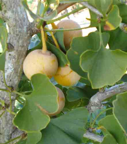  Salem Lady Female Ginkgo