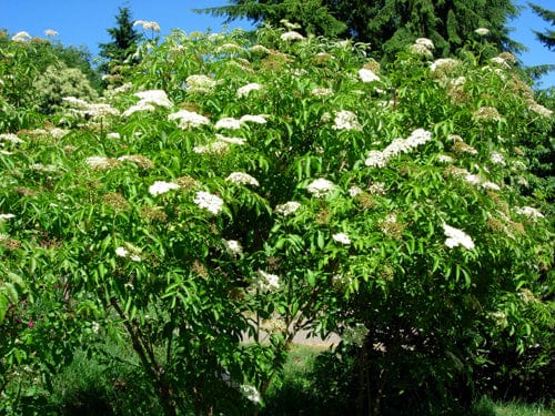  American Elderberry