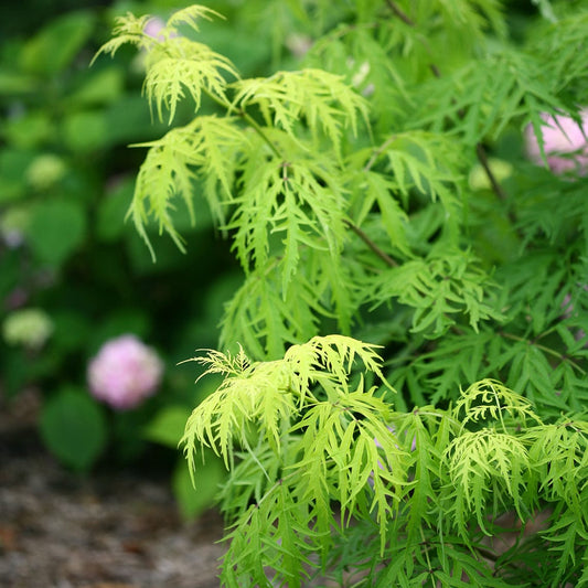  Lemony Lace® Elderberry