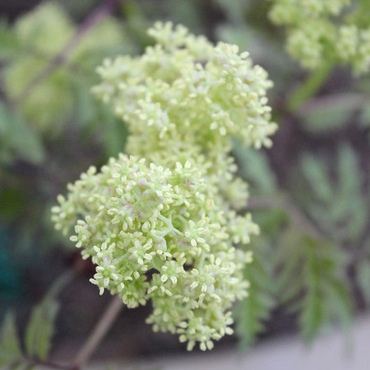  Lemony Lace® Elderberry