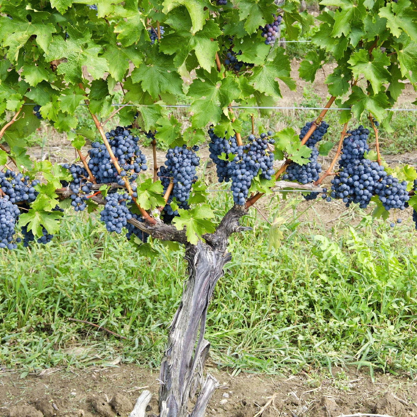  Cabernet Sauvignon Grape