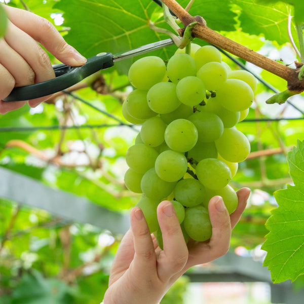  Muscat Of Alexandria Grape