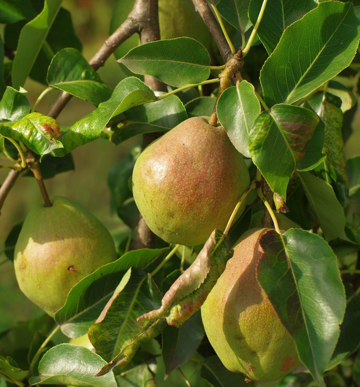  Bartlett European Pear