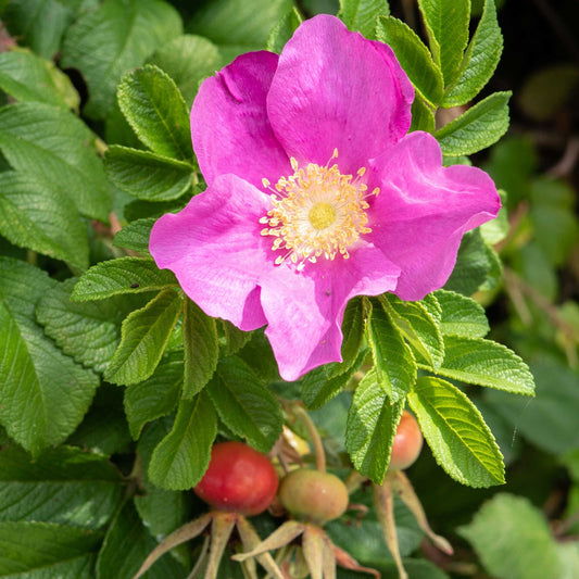  Dart's Dash Rose