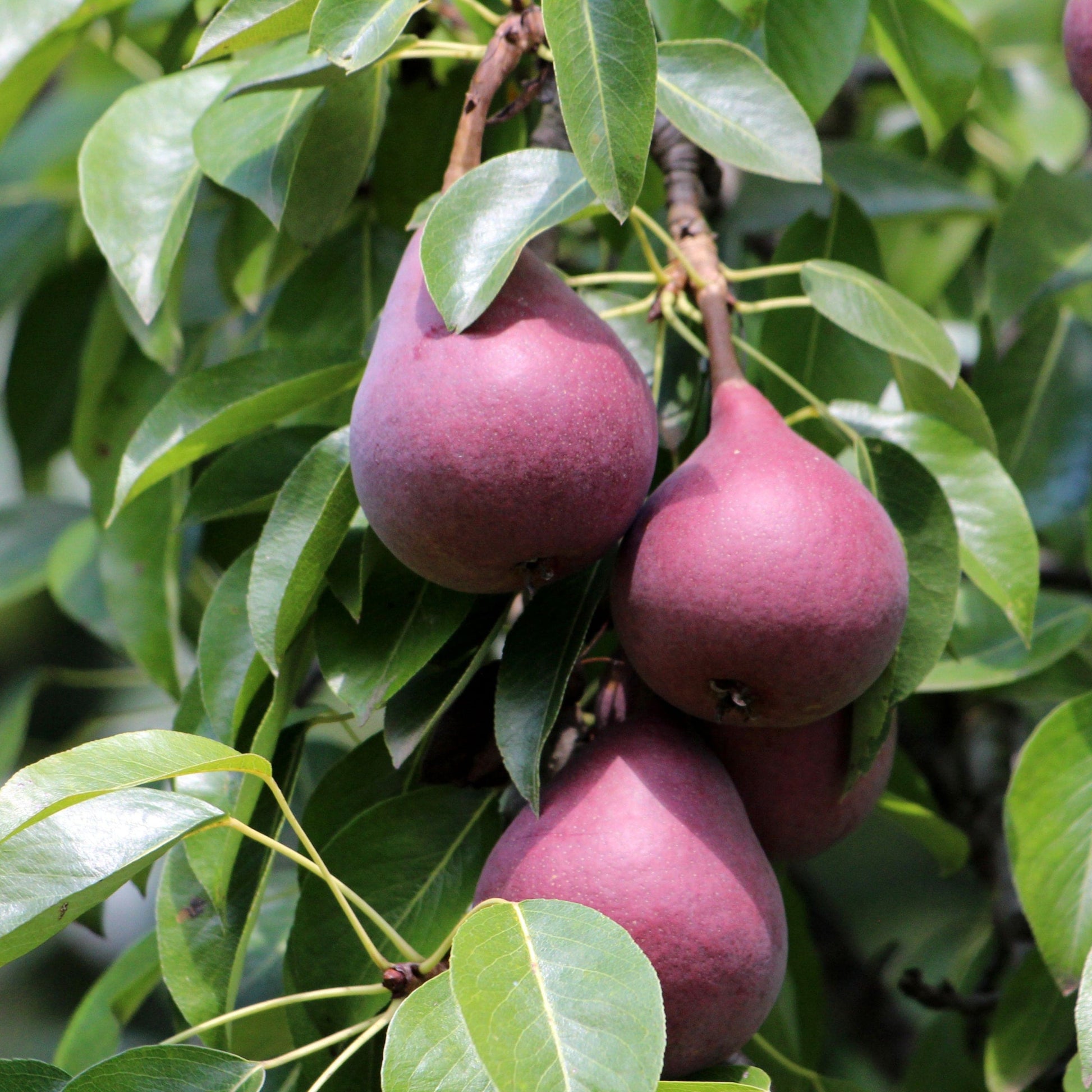  Red Sensation Pear