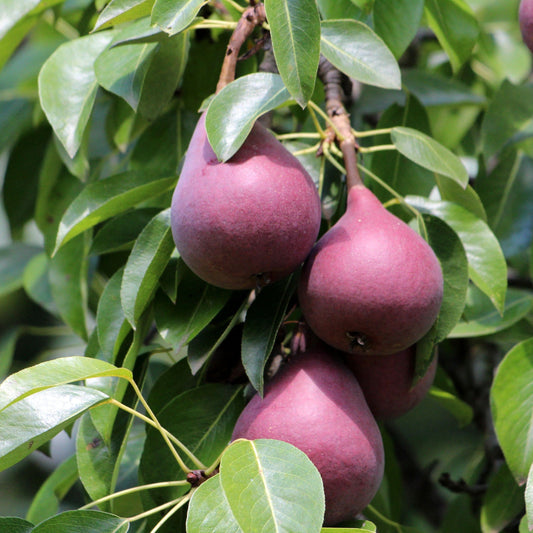  Red Sensation Pear