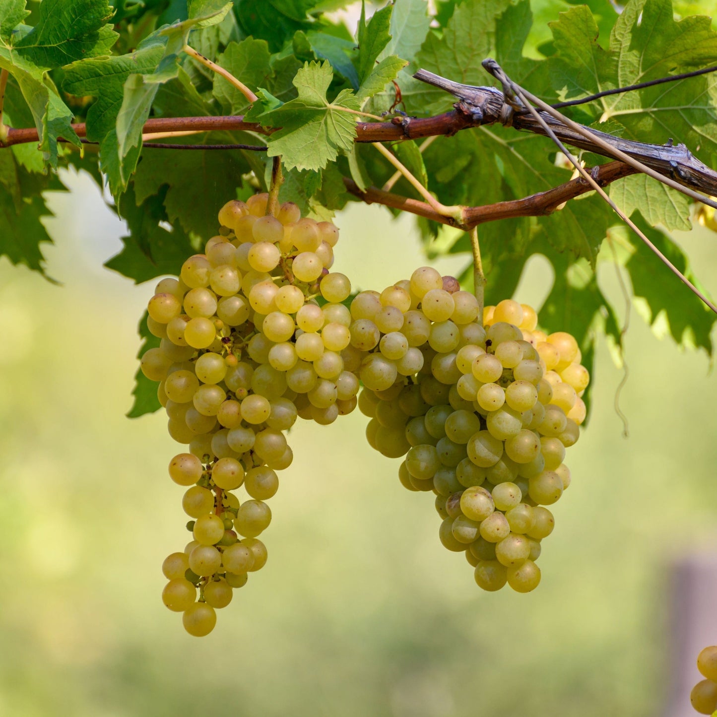  White Riesling Grape