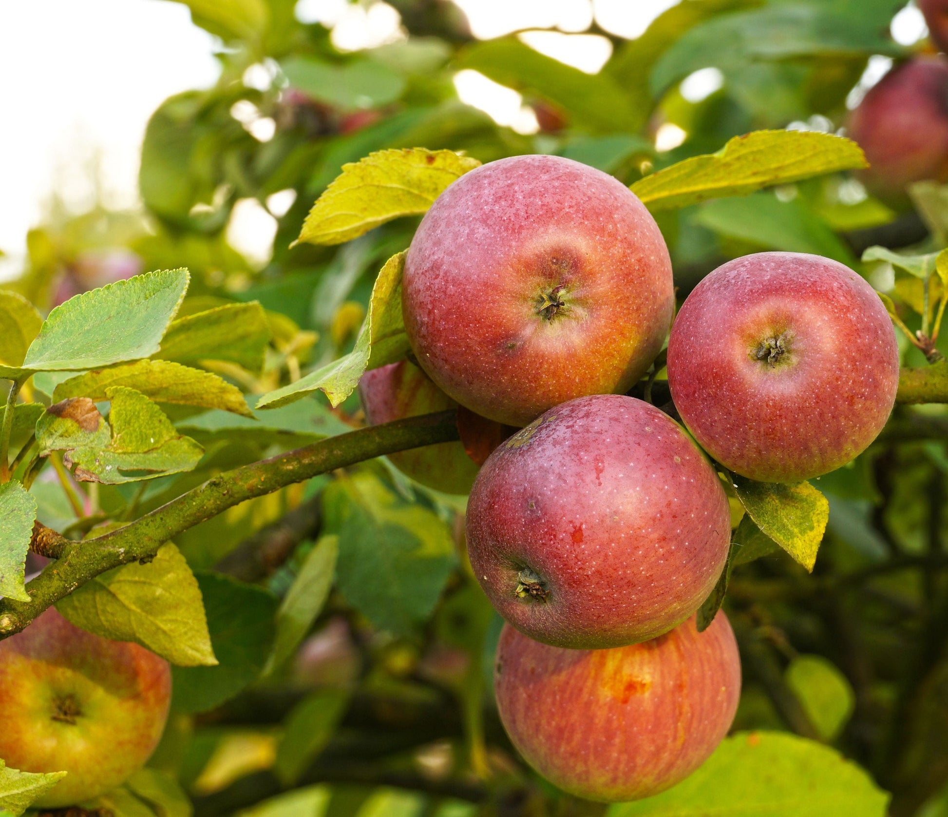  Apple Combo (4 Varieties)