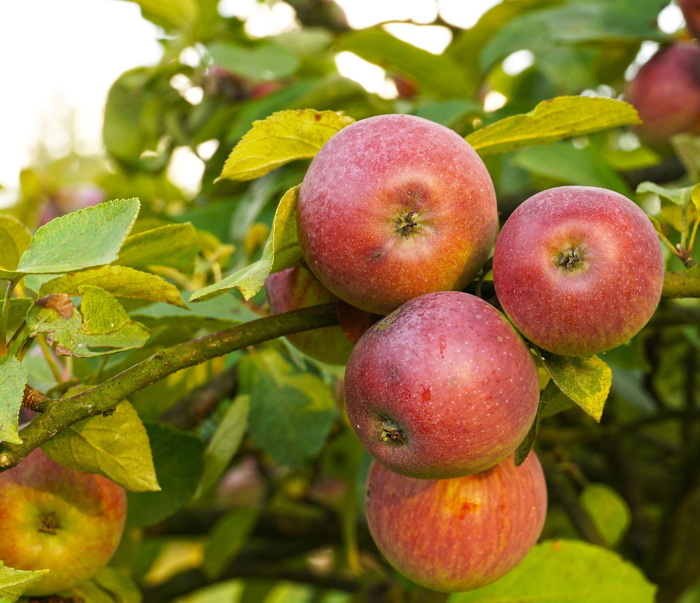  Apple Combo (3 Varieties)