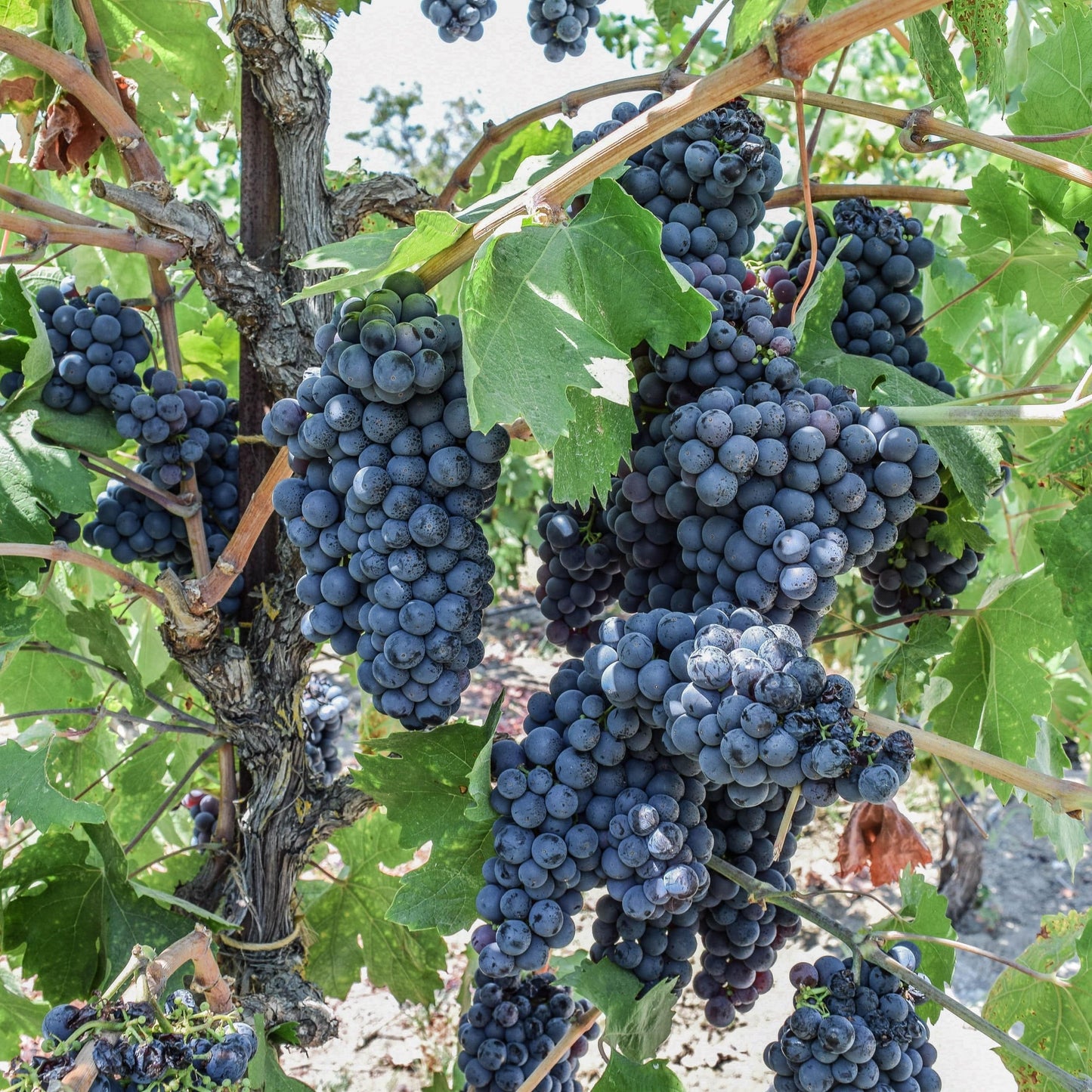  Zinfandel Grape
