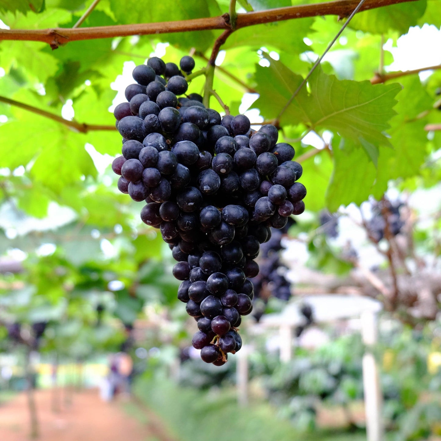  Black Monukka Seedless Grape