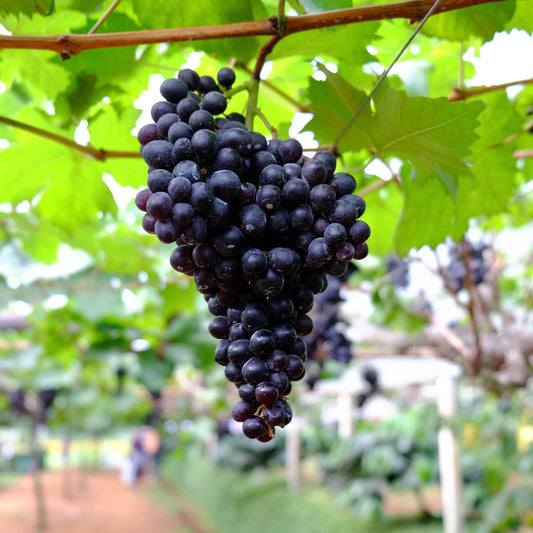  Black Monukka Seedless Grape